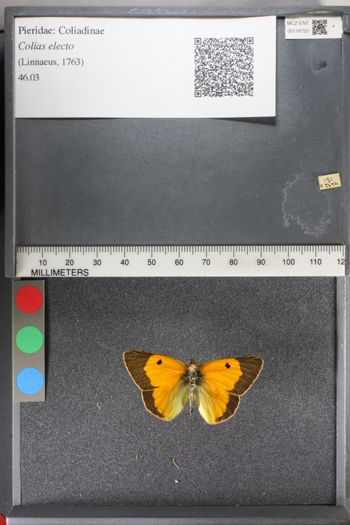 Media type: image;   Entomology 118750
